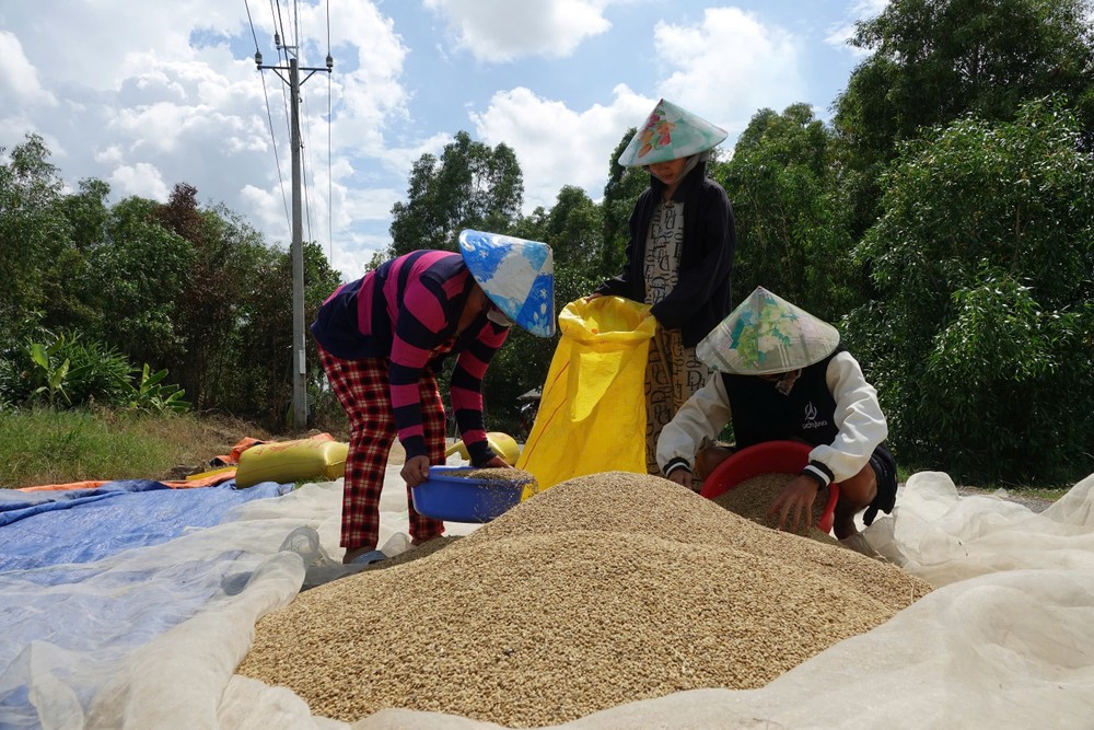 Ruộng lúa của anh Nguyễn Thanh Tuấn trồng những giống chất lượng cao, cho thu nhập tốt.jpg