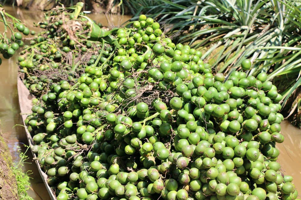 Với giá cao lên cao, mỗi đợt hái ông Thái thu hơn 20 triệu đồng.jpg