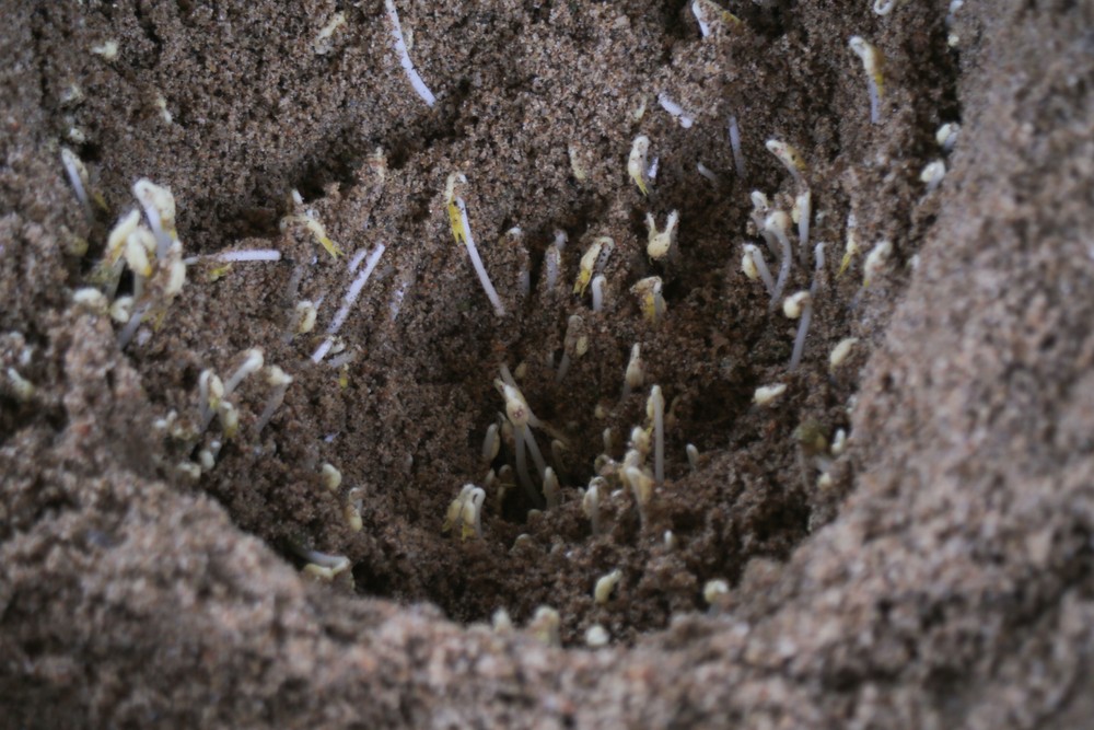 lam-dau-gia-15-1-of-1-1557-5335.jpg.jfif