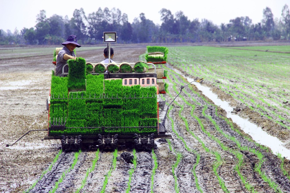 Farmers in Hau Giang Province are using machines to sow rice seeds