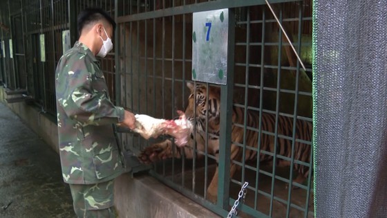 A meal of a tiger costs VND2.6 million a day