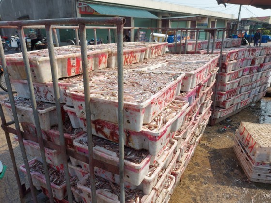 Anchovies are being unloaded, moved, and purchased at Cua Sot Port