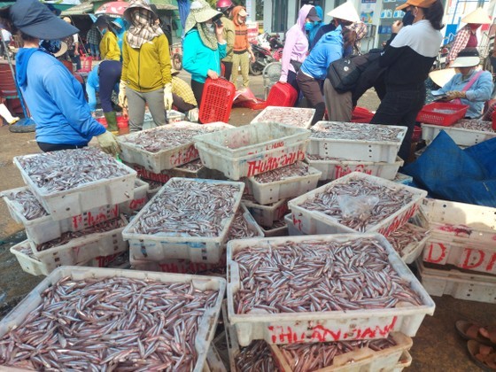 Anchovies are being unloaded, moved, and purchased at Cua Sot Port