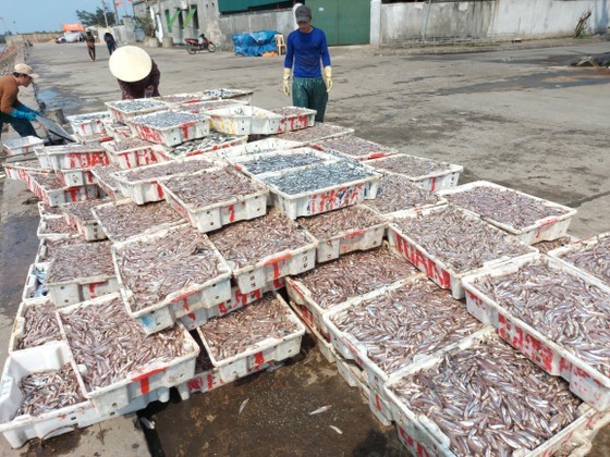 Anchovies are being unloaded, moved, and purchased at Cua Sot Port
