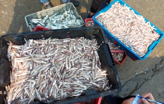 Anchovies are being unloaded, moved, and purchased at Cua Sot Port