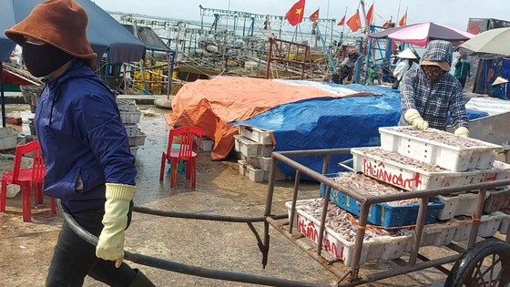 Anchovies are being unloaded, moved, and purchased at Cua Sot Port