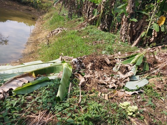 A large area of banana trees was wrecked