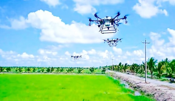Using an agridrone to spray fertilizer on a large-scale field in the Mekong Delta (Photo: SGGP)