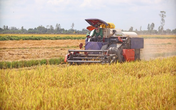 Rice harvesting in the Mekong Delta (Photo: SGGP)