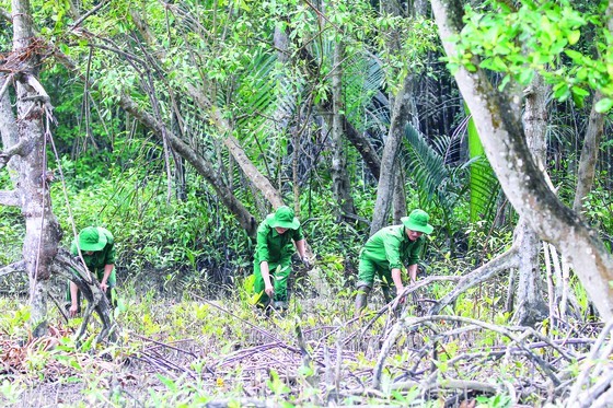 The mangrove forest in Can Gio District (Photo: SGGP)