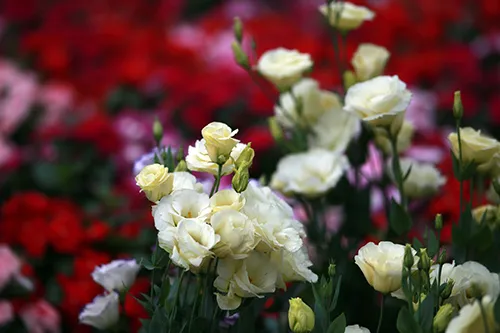 Chiều 29 Tết, người dân TP Hồ Chí Minh đổ xô đi mua hoa ảnh 11