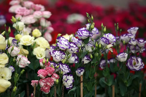 Chiều 29 Tết, người dân TP Hồ Chí Minh đổ xô đi mua hoa ảnh 8