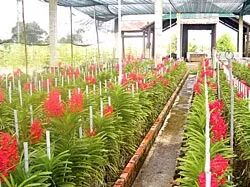 Vùng đất hoang hóa ven sông Sài Gòn tỉnh giấc