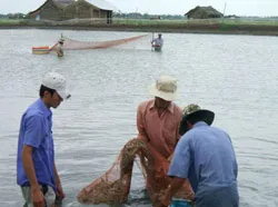 Tôm sú “đột quỵ”! ảnh 2