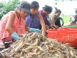 Tôm sú “đột quỵ”!