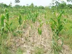 Thảm họa ô nhiễm đầu nguồn sông Vàm Cỏ Đông. Bài 2: Những “cánh đồng chết”