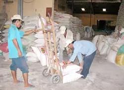 Thất thoát sau thu hoạch lúa - Lỗi và trách nhiệm của “4 nhà” -  Bài 3: Công nhân trồng lúa