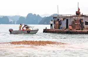 “Đê rác” giữa vịnh Hạ Long