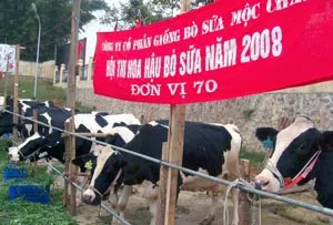 Chiến “bò” và cuộc thi bò đẹp ảnh 2
