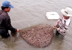 Thí điểm nuôi tôm thẻ chân trắng ở ĐBSCL: Mới thành công đã “xé rào”