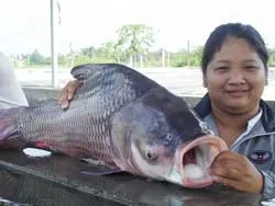 Trả về dòng Mekong loài cá trong Sách đỏ