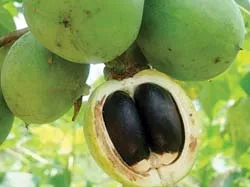 Cần lộ trình khi phát triển cây Jatropha làm nhiên liệu sinh học