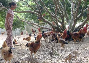 Hiu hắt trang trại!