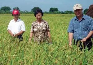 10 tỷ đồng và chuyện bản quyền cho… giống cây trồng