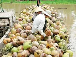 Dừa khô rớt giá nhanh