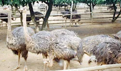 “Vua đà điểu” xứ Thanh ảnh 2