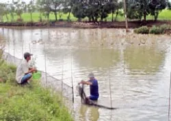 Nỗi buồn “kiều nữ” ly hương