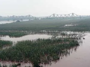 Khu vực bãi giữa sông Hồng đã bị ngập nước và tất cả ruộng ngô của người dân đều bị “ngâm nước” .