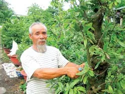 Cùng nhau làm giàu bằng mai vàng