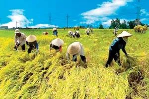 Truy trách nhiệm về điều hành xuất khẩu gạo ảnh 3