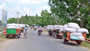 Bài học về quy hoạch canh tác các giống lúa chất lượng cao