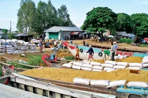 Bài học về quy hoạch canh tác các giống lúa chất lượng cao ảnh 2