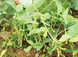 Phát triển cây trồng chuyển gene ở Việt Nam: Cần có quy chuẩn cụ thể
