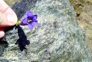 “Tiêu diệt” CO2 bằng đá peridotite