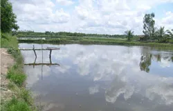 Đắng cay nghề nuôi tôm