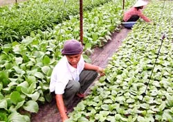 Chính sách mới về bồi thường, hỗ trợ đất nông nghiệp xen kẽ trong khu dân cư: Người dân sẽ được lợi hơn
