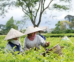 Để hương trà bay xa ảnh 2