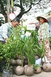 ĐBSCL: Các loại dừa giống được tiêu thụ mạnh