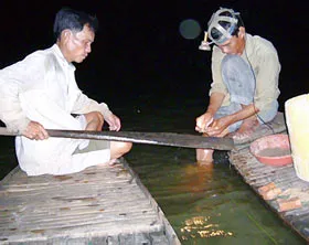 Những cánh vạc đêm