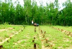 Nghĩa địa cá Ông