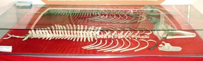 Nơi lưu giữ cội nguồn Phú Quốc ảnh 2