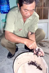 Người mê...bò cạp