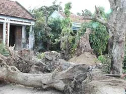 Tan nát rừng Vạn Ninh ảnh 2