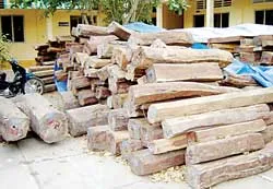 Bắt giữ gần 200m³ gỗ trắc nhập lậu trị giá gần 30 tỷ đồng