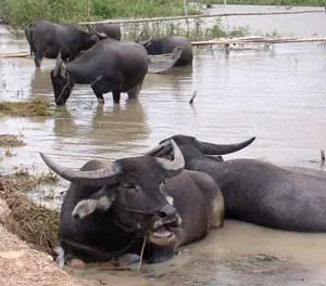 ĐBSCL: Đàn trâu đang bị… tiêu diệt!