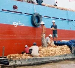 Bến Tre: Dừa khô lại “sốt”